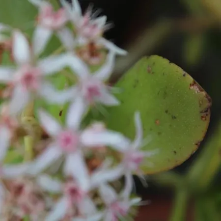 בית כפרי Casale Del Golfo